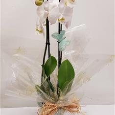 Orchid gift